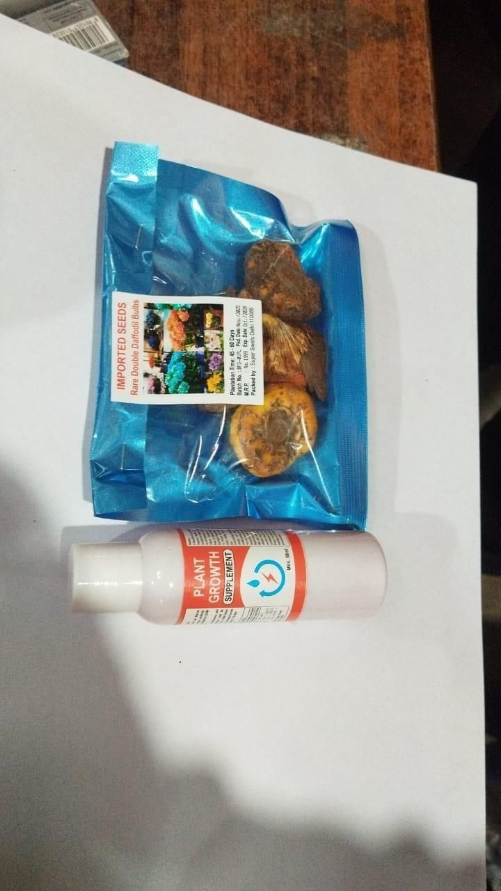 Rare Daffodil Flower Bulbs with Plant Growth Supplement – Easy to Grow (Pack of 4)