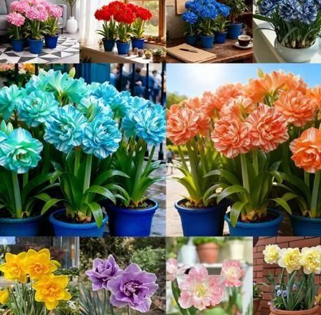 Rare Daffodil Flower Bulbs with Plant Growth Supplement – Easy to Grow (Pack of 4)