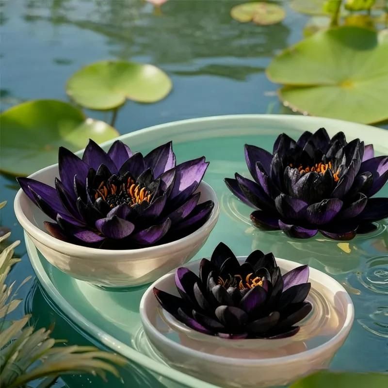 Midnight Purple Lotus Seeds – Premium Water Lily Flower Seeds for Pond & Container Gardening (Pack of 2)