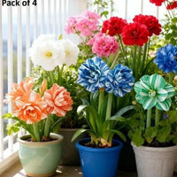 Rare Daffodil Flower Bulbs with Plant Growth Supplement – Easy to Grow (Pack of 4)