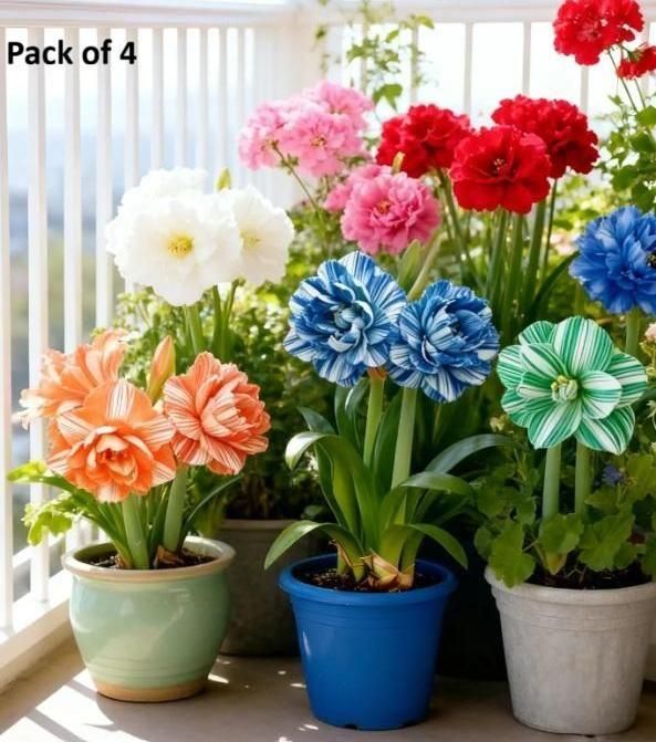 Rare Daffodil Flower Bulbs with Plant Growth Supplement – Easy to Grow (Pack of 4)