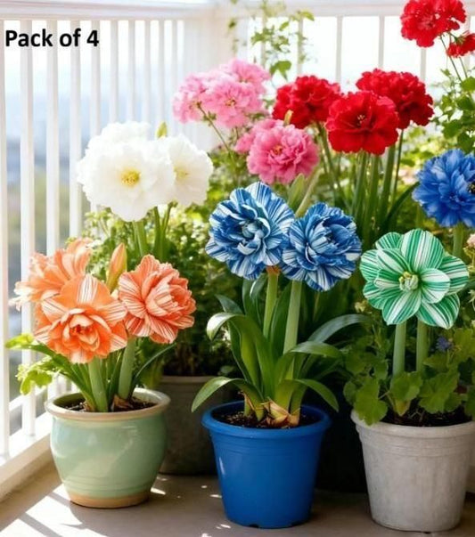 Rare Daffodil Flower Bulbs with Plant Growth Supplement – Easy to Grow (Pack of 4)
