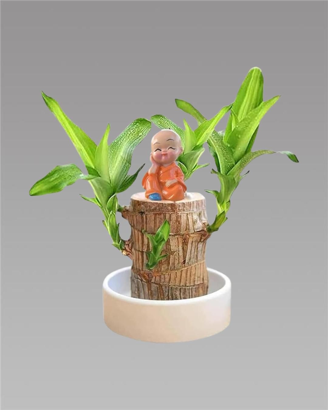 Brazilian Lucky Wood Plant with Mini Monk Decor – Indoor Home Decoration & Positive Energy Plant