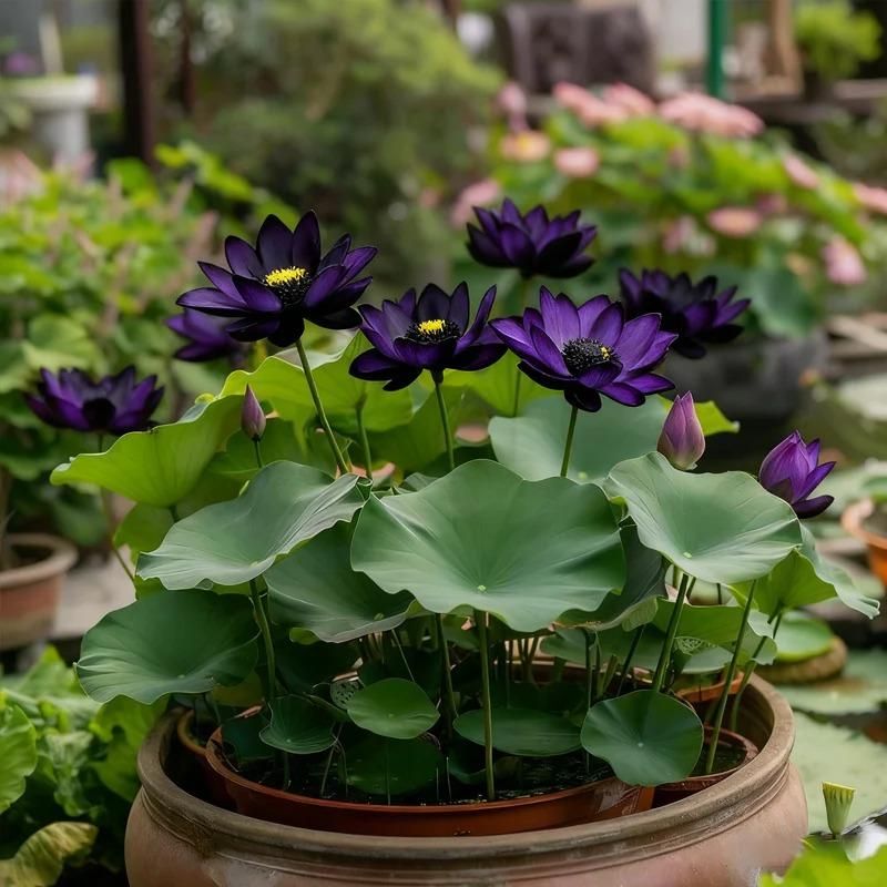 Midnight Purple Lotus Seeds – Premium Water Lily Flower Seeds for Pond & Container Gardening (Pack of 2)