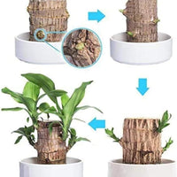 Brazilian Lucky Wood Plant with Mini Monk Decor – Indoor Home Decoration & Positive Energy Plant