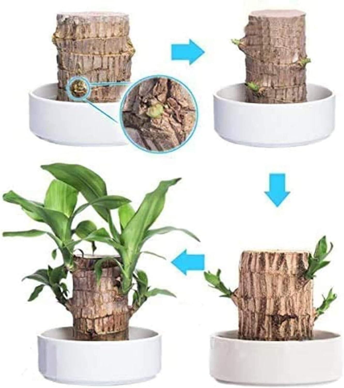 Brazilian Lucky Wood Plant with Mini Monk Decor – Indoor Home Decoration & Positive Energy Plant