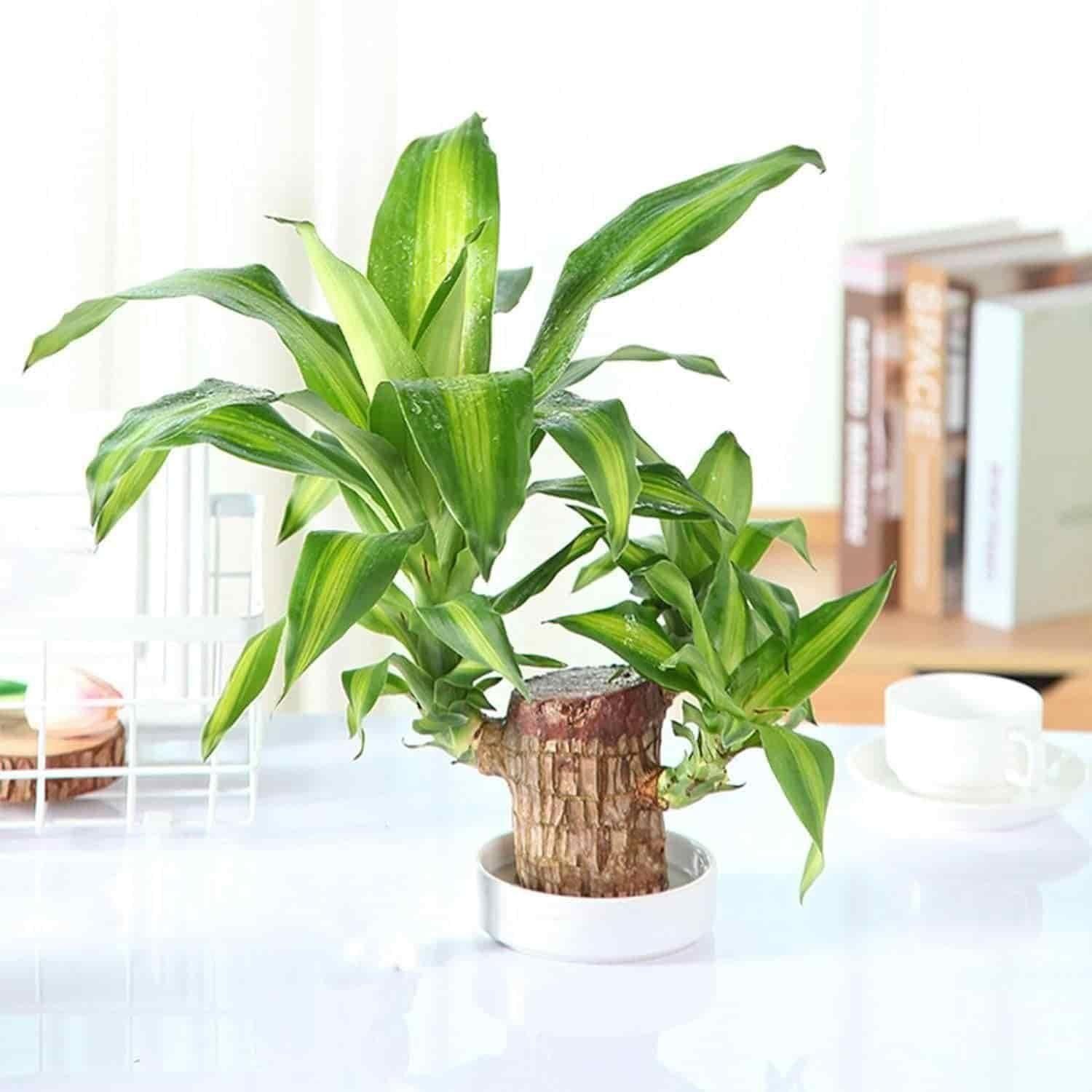 Brazilian Lucky Wood Plant with Mini Monk Decor – Indoor Home Decoration & Positive Energy Plant